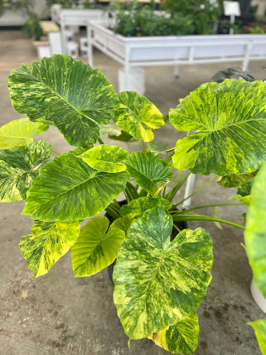Alocasia Legacy