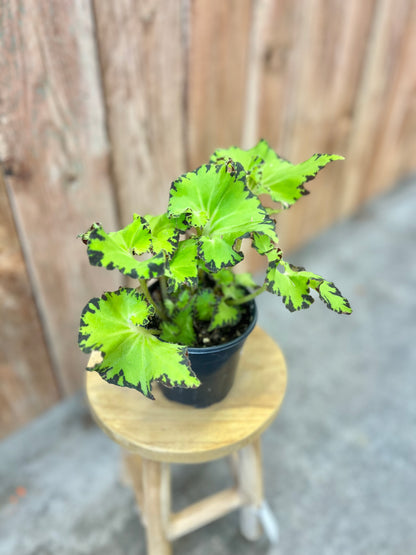 Begonia Rex