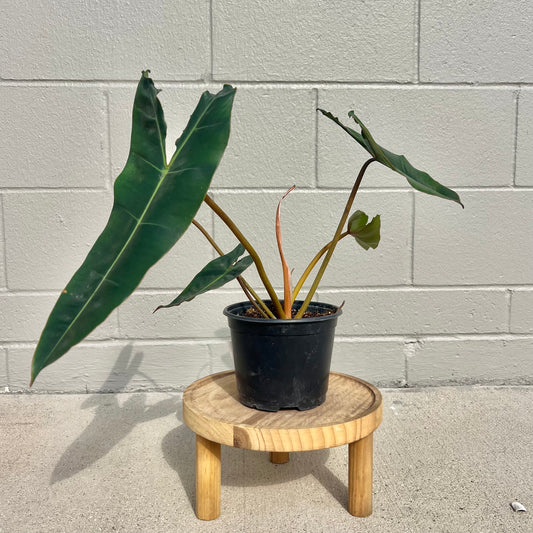 Philodendron 'Billietiae'