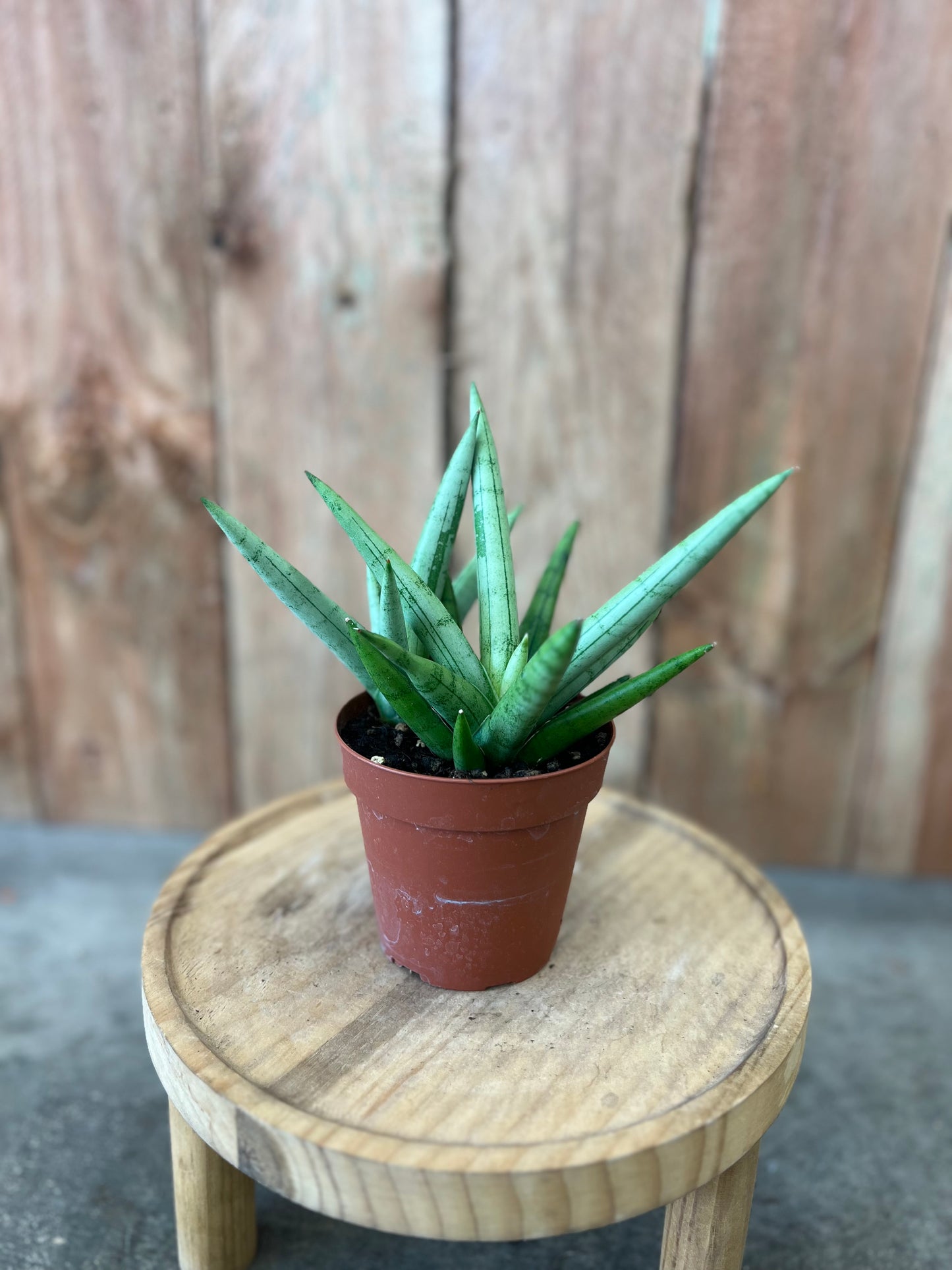 Sansevieria Silver Crown
