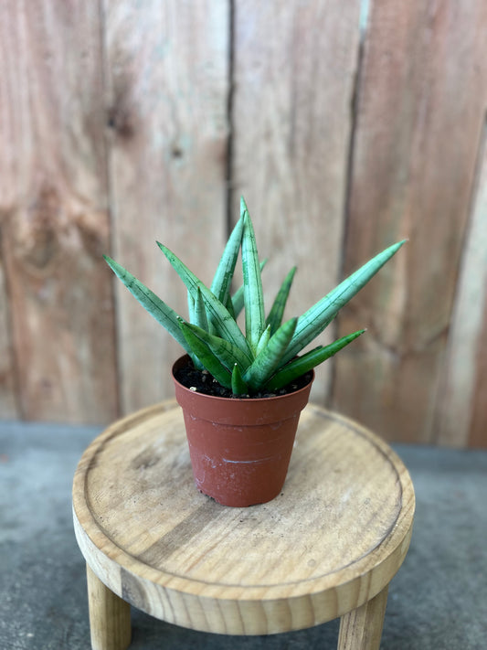 Sansevieria Silver Crown