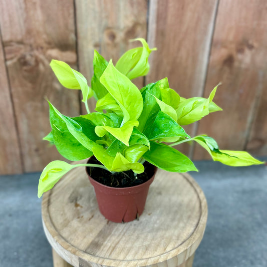 Pothos Sao Paulo