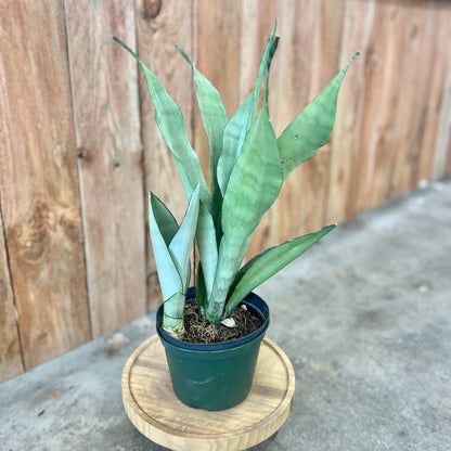 Sansevieria 'Moonshine'