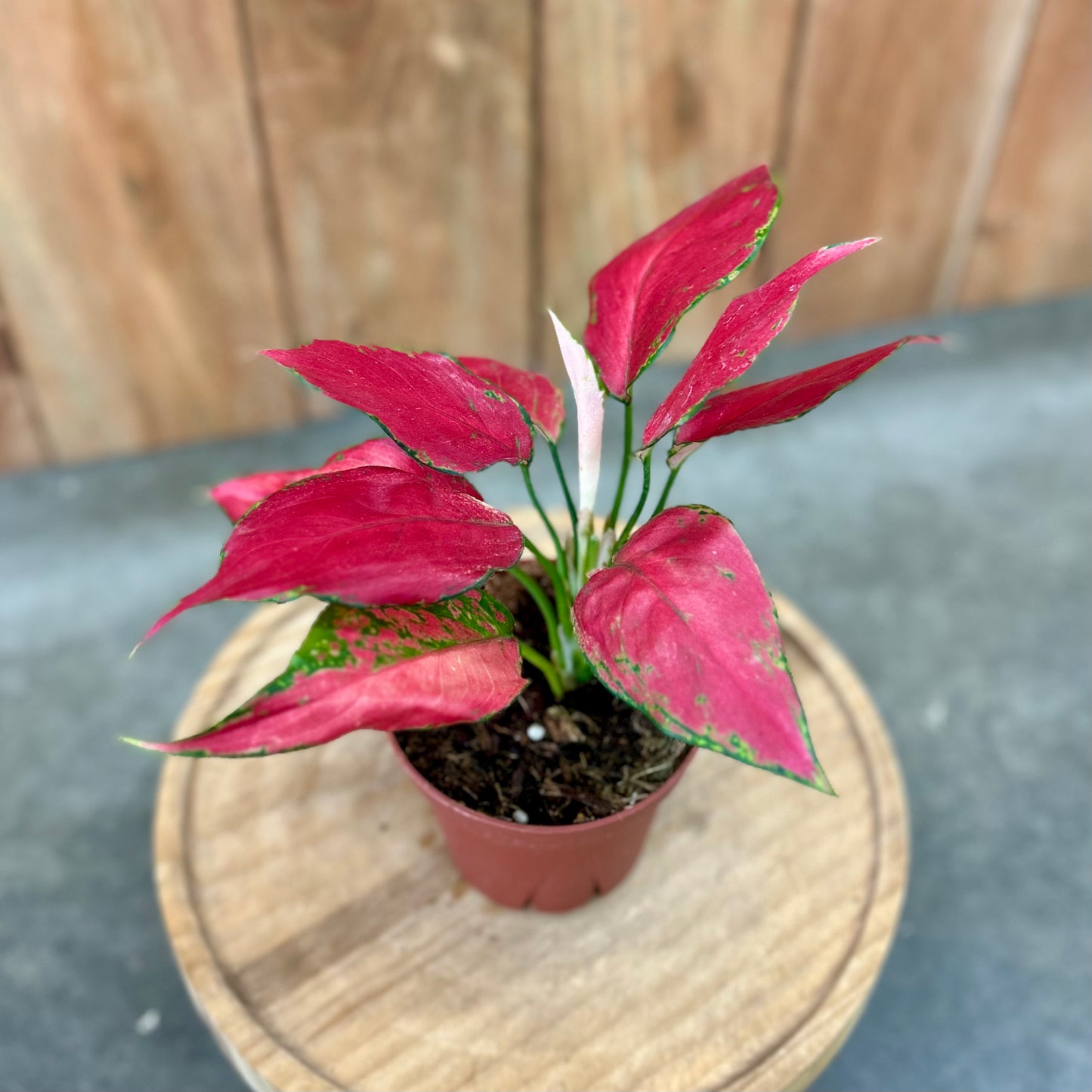 Aglaonema Rubi Garuda