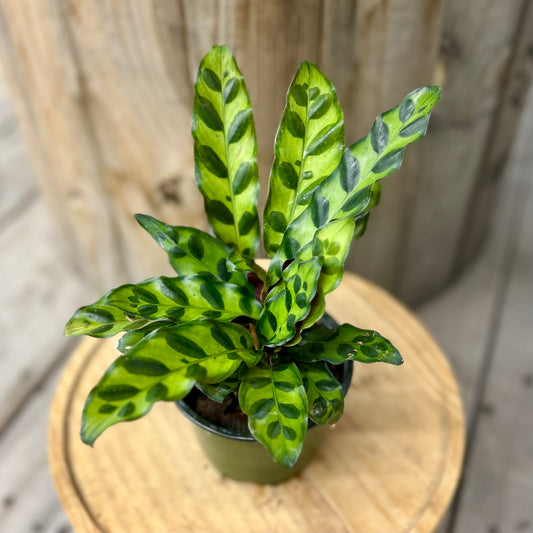 Calathea Lancifolia