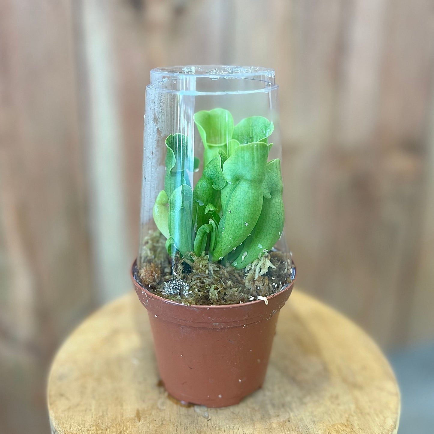 Sarracenia Purpurea
