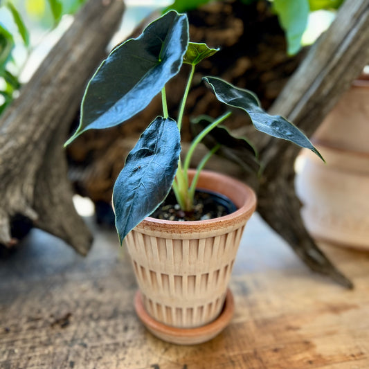 Alocasia Azlanii in Bergs Pantheon Pot