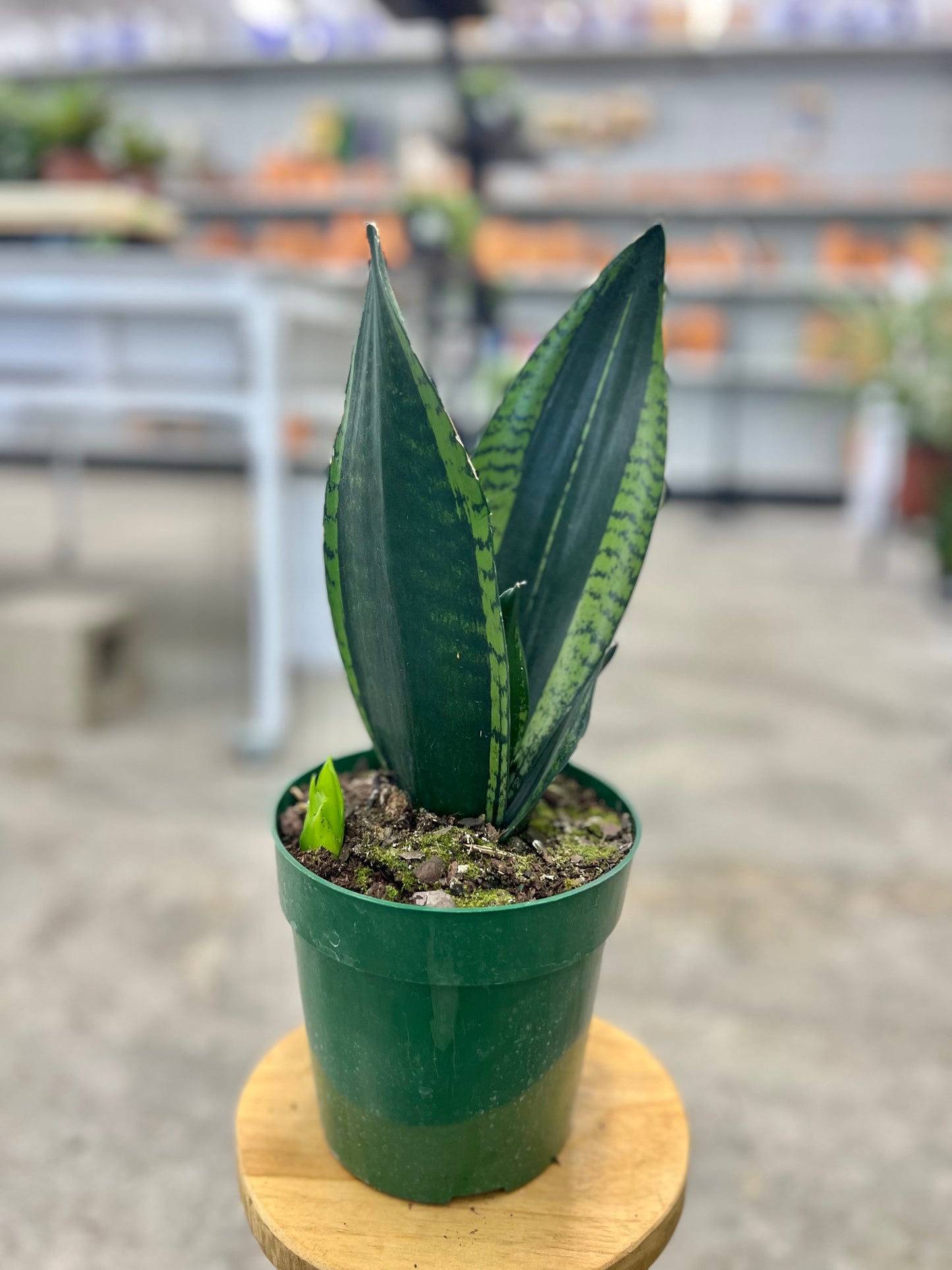 Sansevieria 'Whitney'