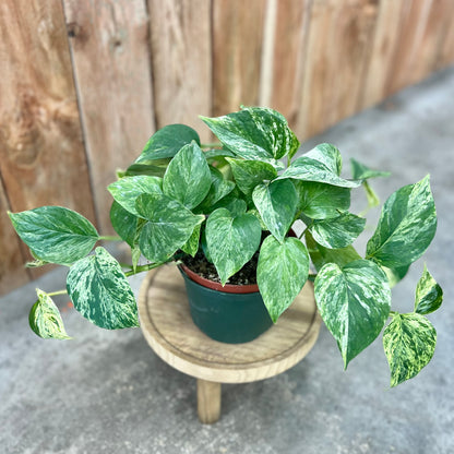 Pothos 'Marble Queen' (Epipremnum aureum)