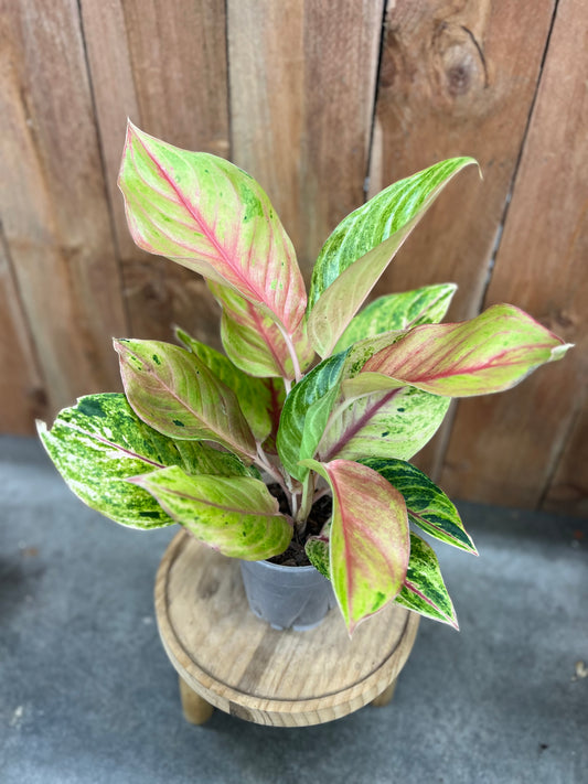 Aglaonema Papaya