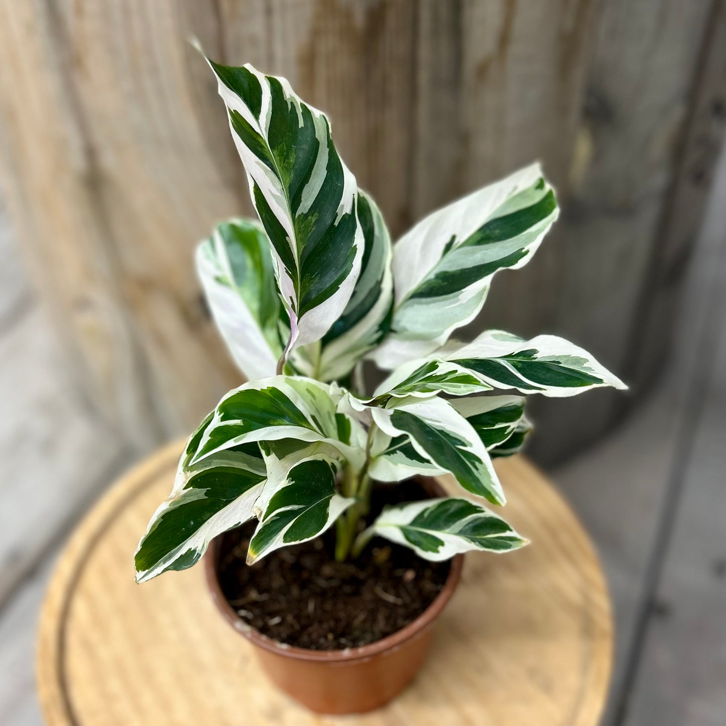 Calathea Fusion White