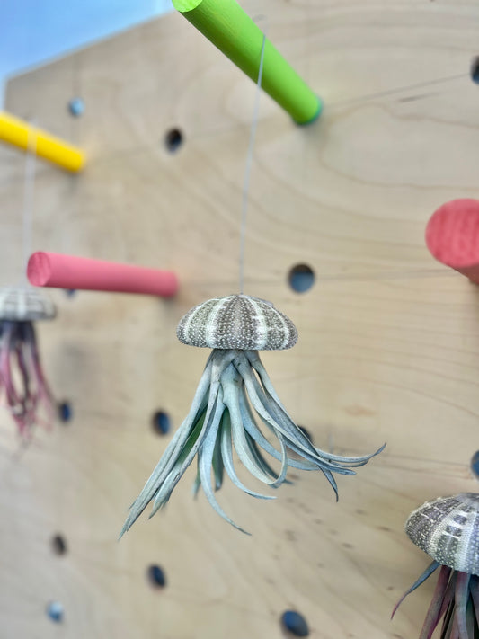 Tillandsia Jellyfish