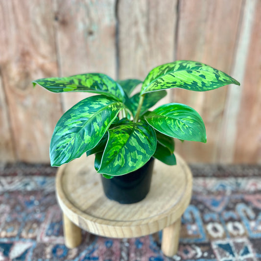 Homalomena Camouflage