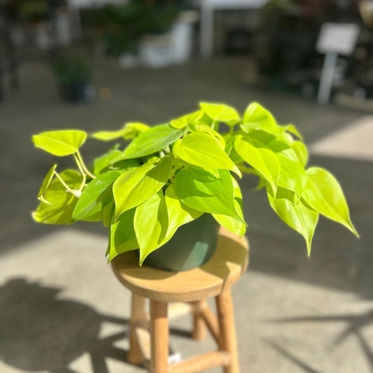Philodendron Hederaceum 'Neon'
