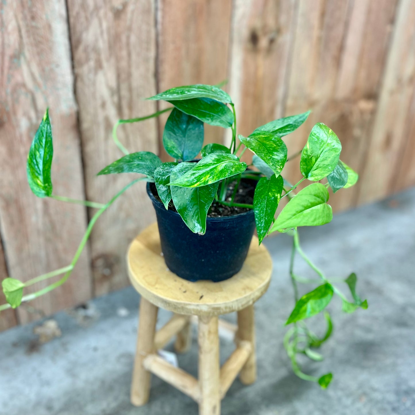 Epipremnum pinnatum 'Yellow Flame'