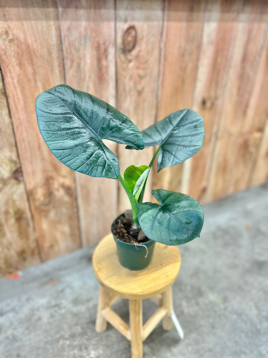 Alocasia Reginae