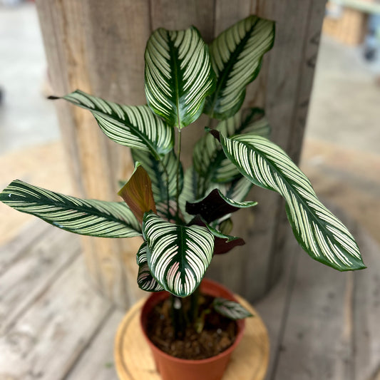 Calathea White Star