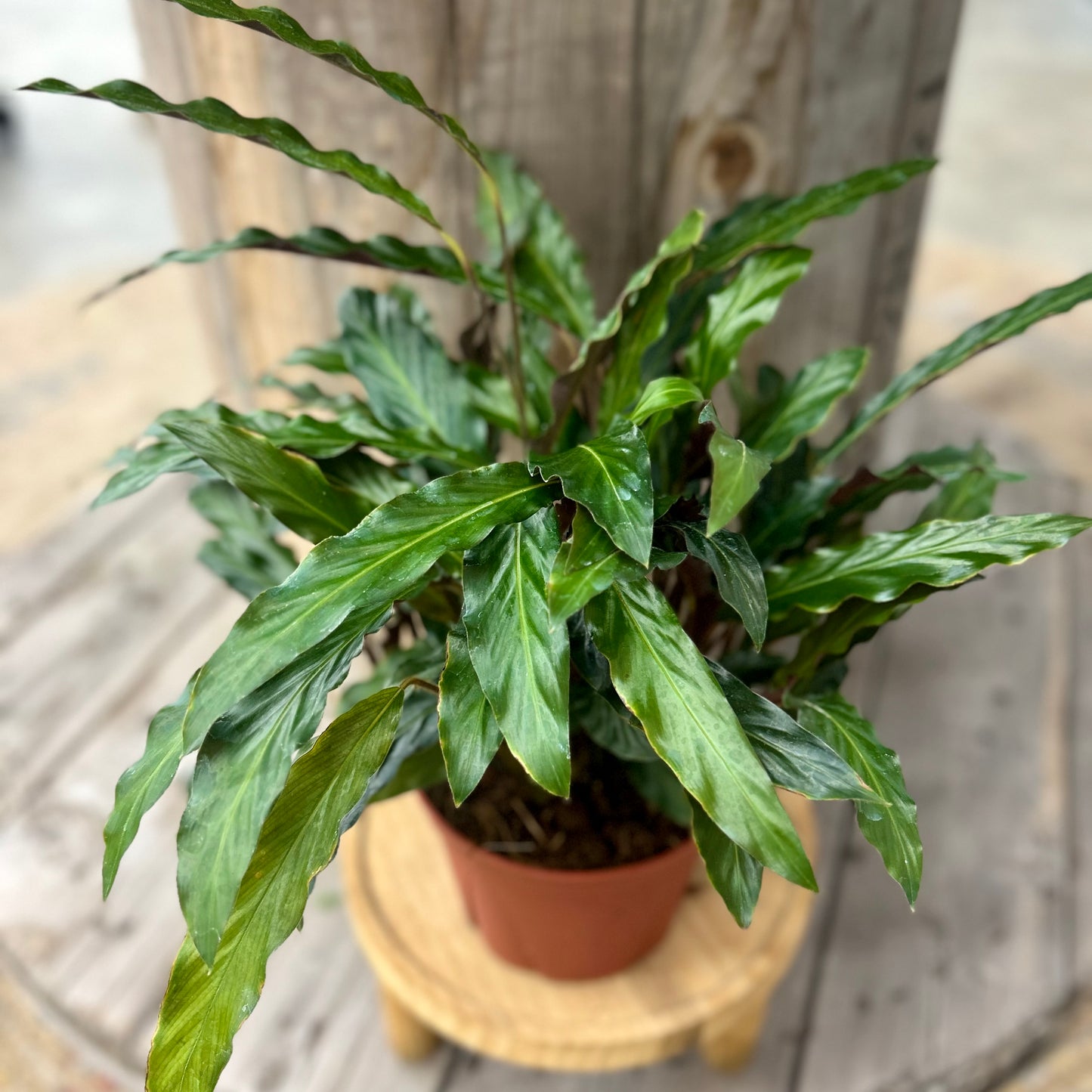 Calathea Rufibarba