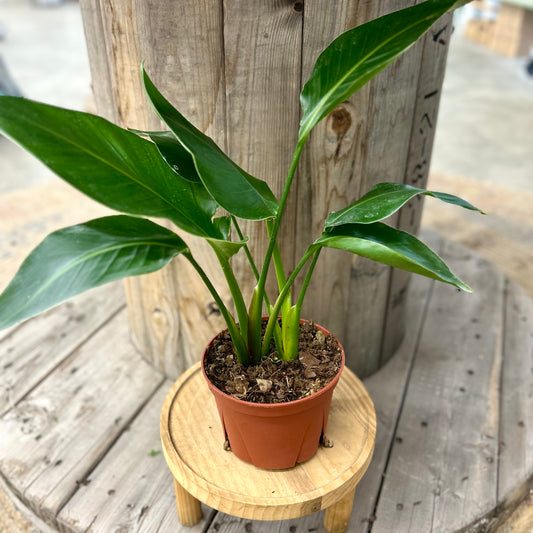 Strelitzia White Bird of Paradise