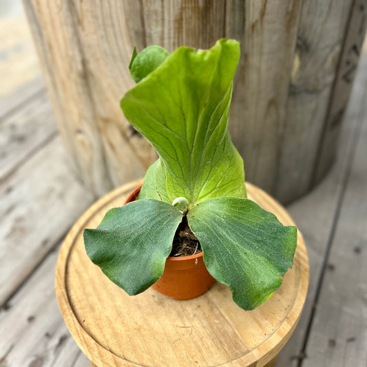 Platycerium angolense Welw.ex Hook