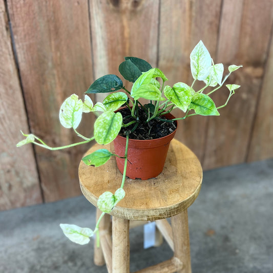 Pothos 'Cebu Blue Ghost' (Variegated)