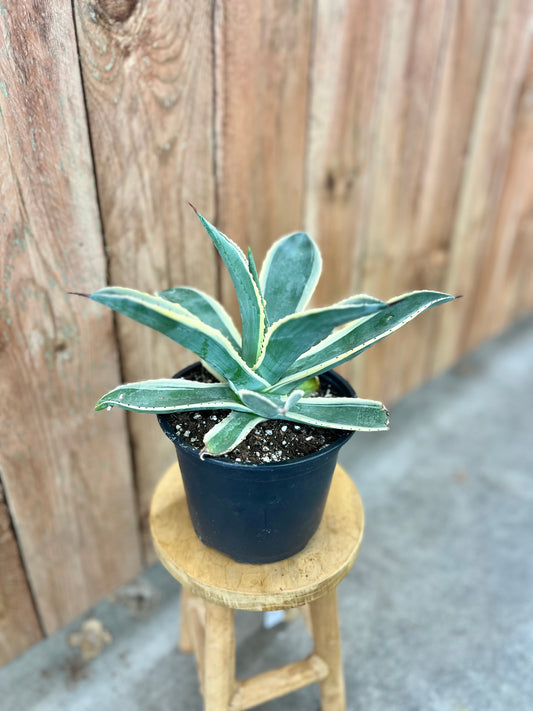 Agave americana 'Variegata'