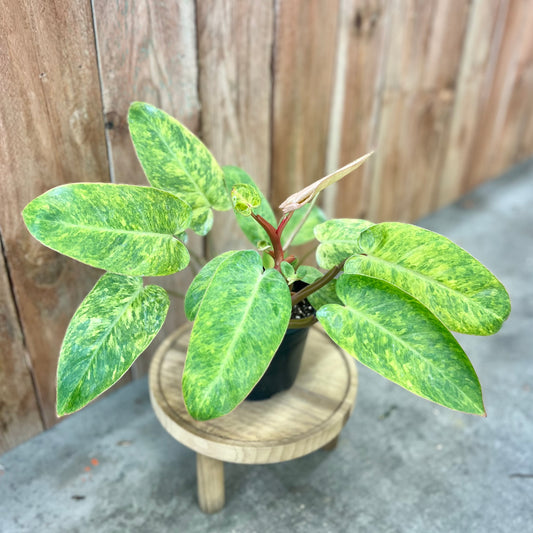 Philodendron 'Painted Lady'