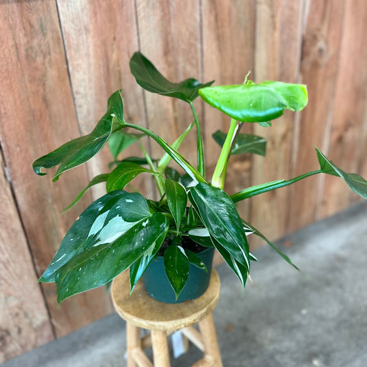 Philodendron White Princess
