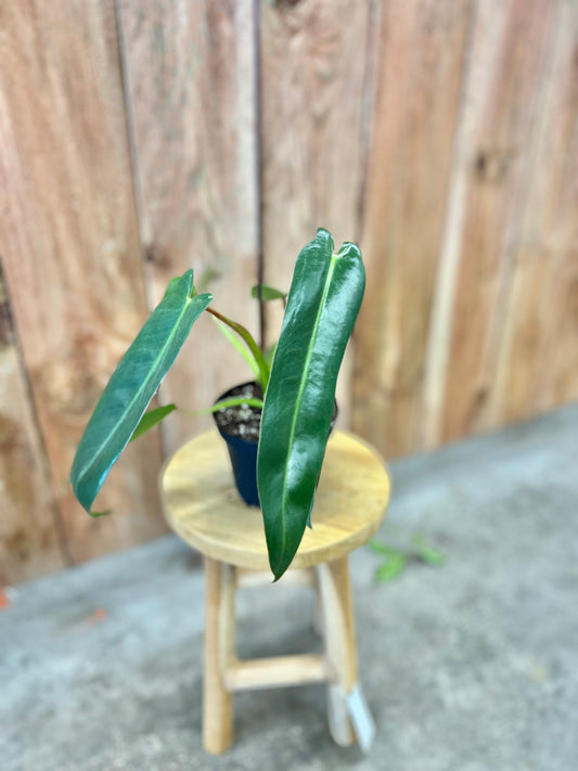 Philodendron 'Spiritus Sancti'