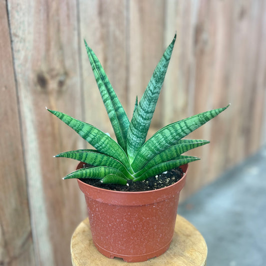 Sansevieria Gojo