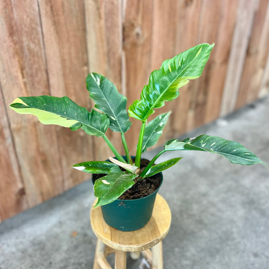 Philodendron 'Ring of Fire'