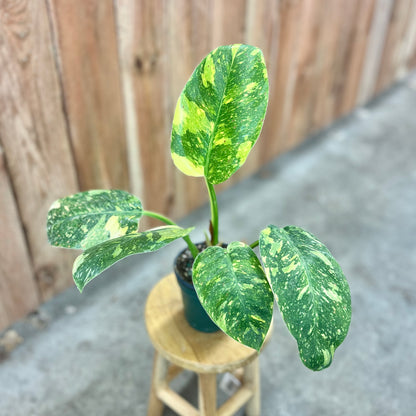 Philodendron 'Green Congo Nuclear'