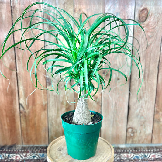 Ponytail Palm