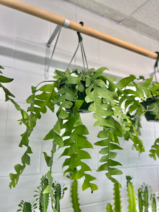 Fern Leaf Cactus