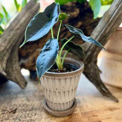 Alocasia Azlanii in Bergs Pantheon Pot