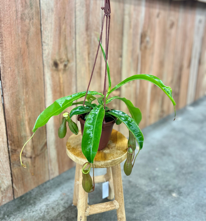 Carnivorous-Nepenthes (Pitcher Plant)