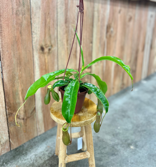 Carnivorous-Nepenthes (Pitcher Plant)