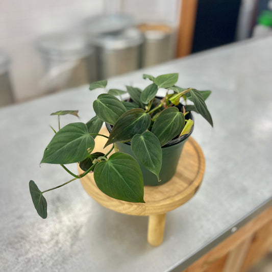 Philodendron 'Micans'