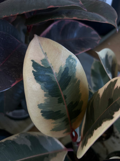 Ficus Elastica Tineke