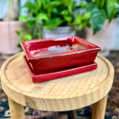 6" Bonsai Planter w/ Sacuer