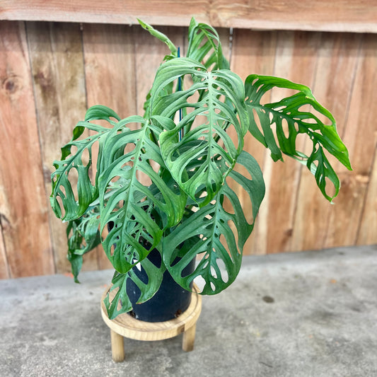 Monstera 'Esqueleto'