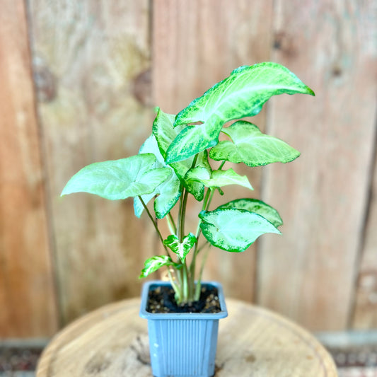 Syngonium White Butterfly