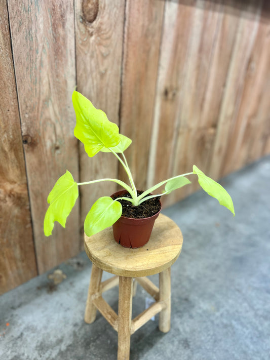 Philodendron Warscewiczii Aurea