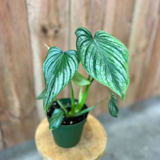 Philodendron Mamei Silver