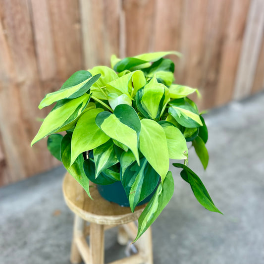 Philodendron hederaceum 'Brasil'