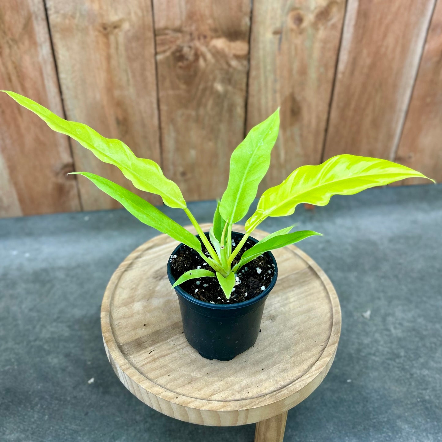 Philodendron Golden Crocodile