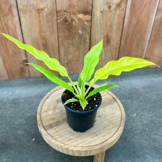 Philodendron Golden Crocodile