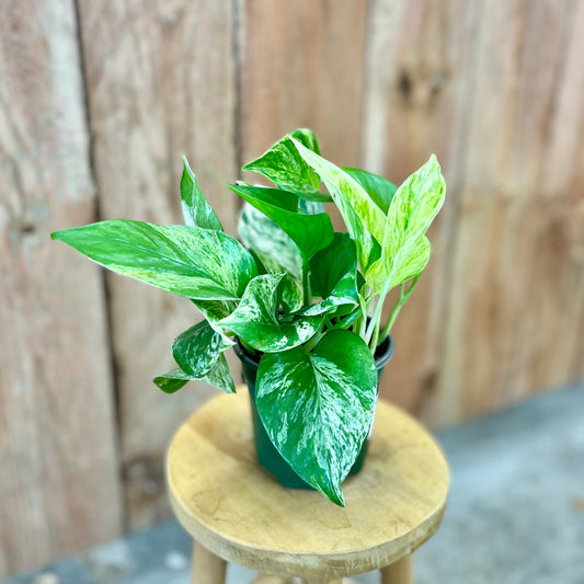 'Marble Queen' Pothos (Epipremnum aureum)