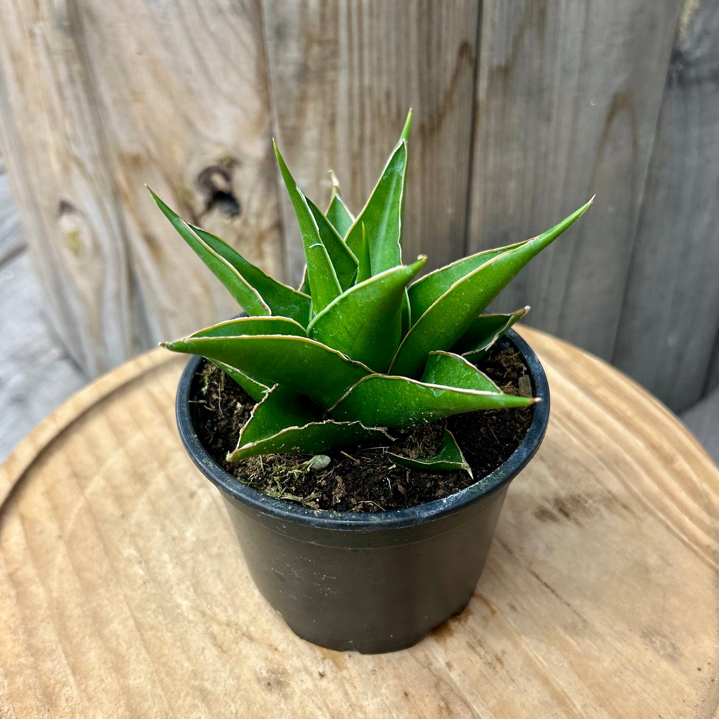 Sansevieria Green Tower