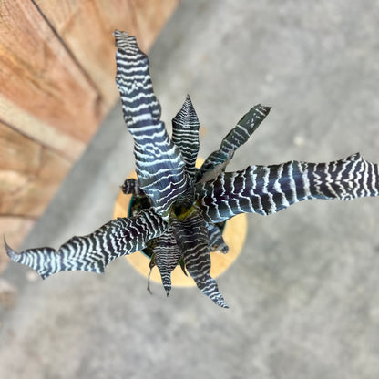 Cryptanthus Zebra Star